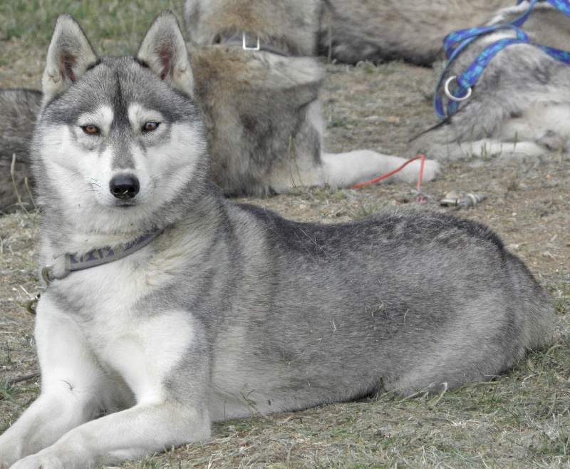 Publication : de L'Igloo des Sables Auteur : B. FORET