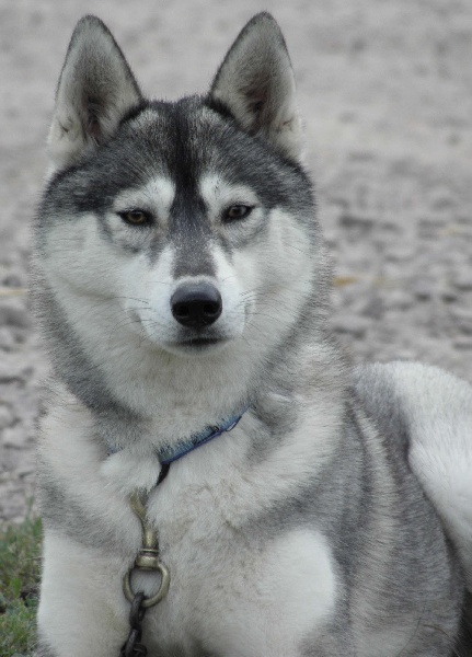 Publication : de L'Igloo des Sables Auteur : B. FORET