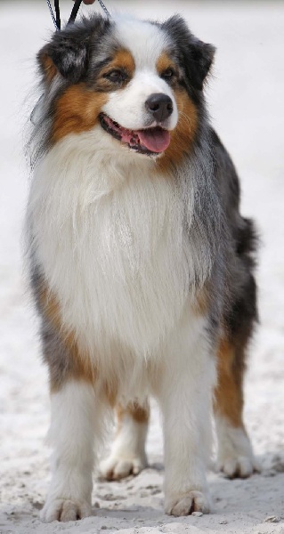 Publication : de L'Igloo des Sables