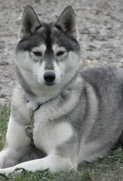 Publication : de L'Igloo des Sables Auteur : B. FORET