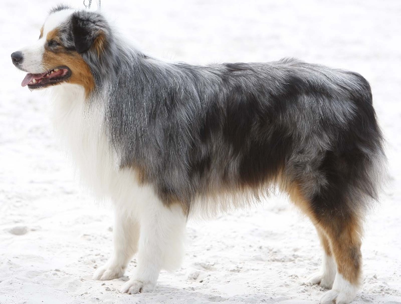 Publication : de L'Igloo des Sables