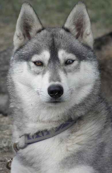 Publication : de L'Igloo des Sables Auteur : B. FORET