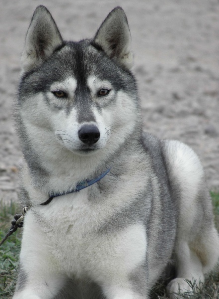 Publication : de L'Igloo des Sables Auteur : B. FORET