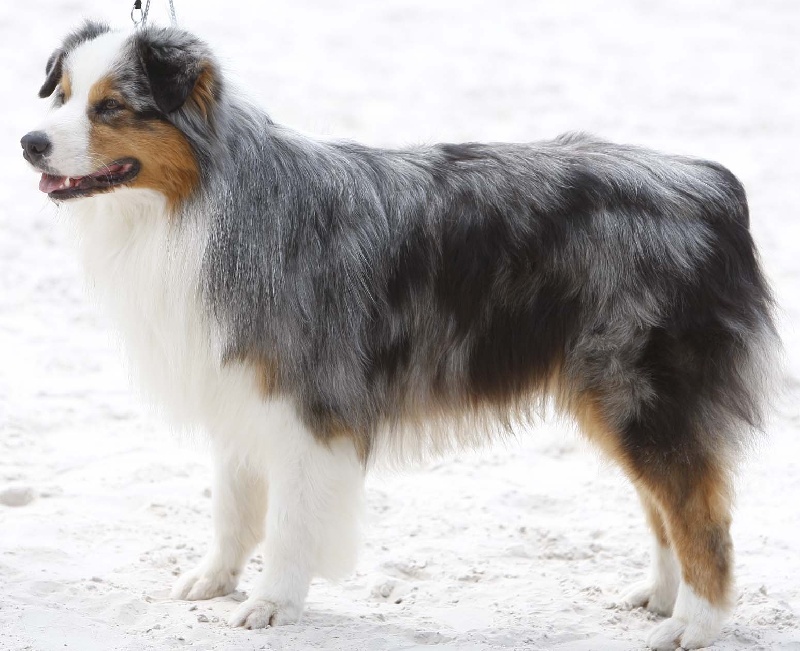 Publication : de L'Igloo des Sables