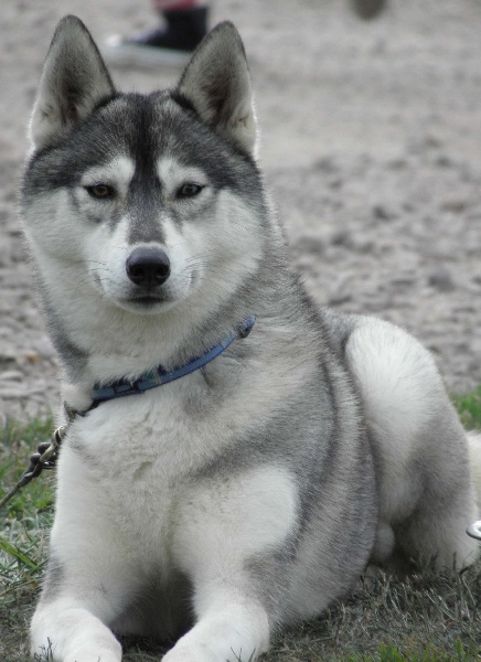 Publication : de L'Igloo des Sables Auteur : B. FORET