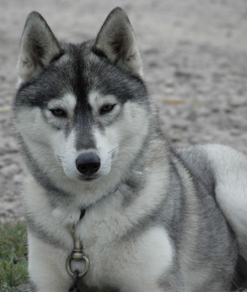Publication : de L'Igloo des Sables Auteur : B. FORET
