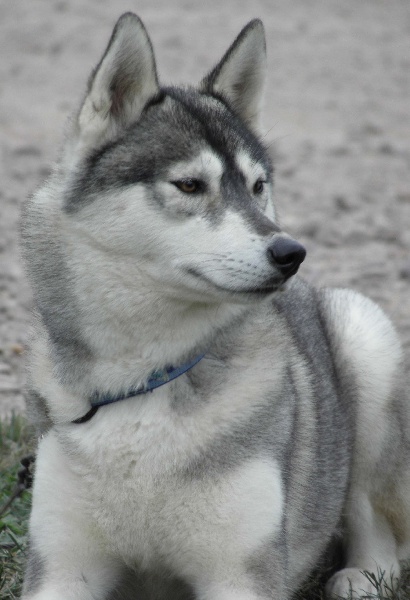 Publication : de L'Igloo des Sables Auteur : B. FORET