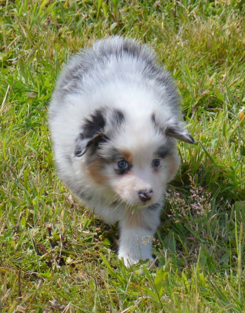 m 2 bleu merle