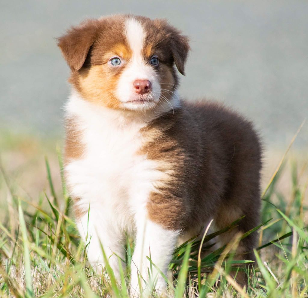 Chiot Elevage De L Igloo Des Sables Eleveur De Chiens Berger Australien