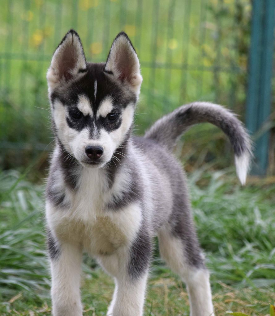 Chiot Elevage De L Igloo Des Sables Eleveur De Chiens Siberian Husky