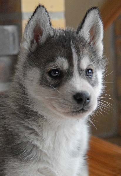 Chiot - Elevage de L'Igloo des Sables - eleveur de chiens Siberian Husky