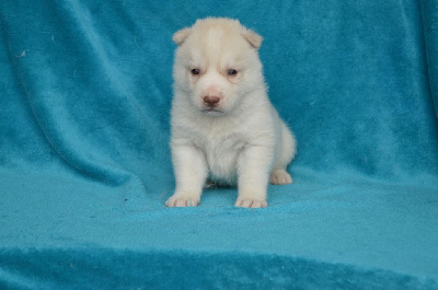 Les chiots de Siberian Husky
