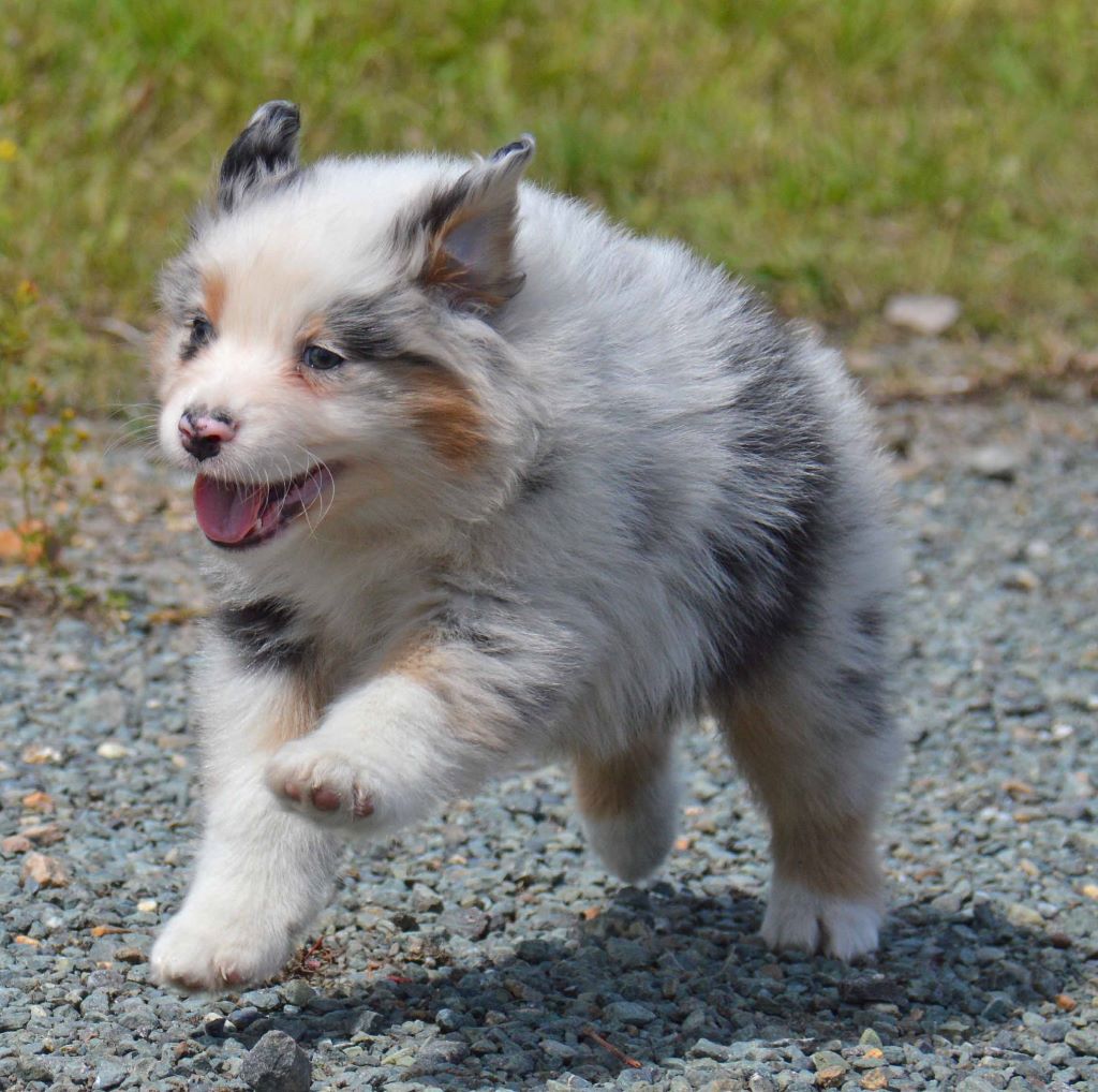 m 2 bleu merle