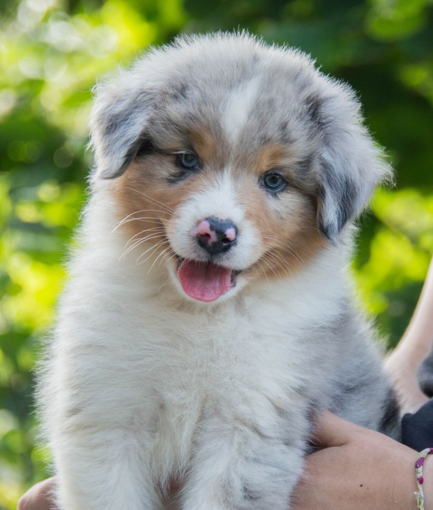 33 Tiny Chiot Berger Australien Bleu Merle Yeux Bleus À Vendre Photo HD