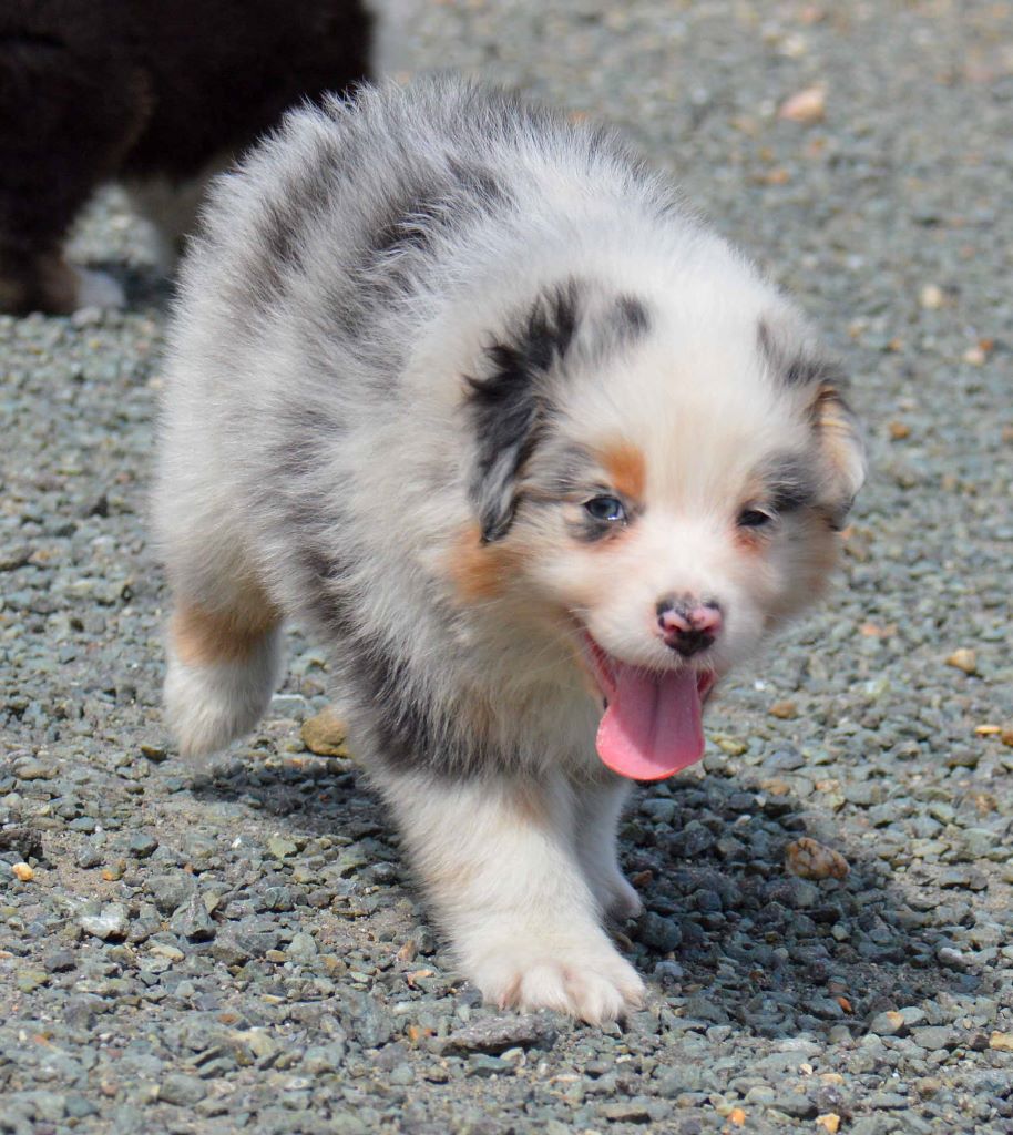 m 2 bleu merle