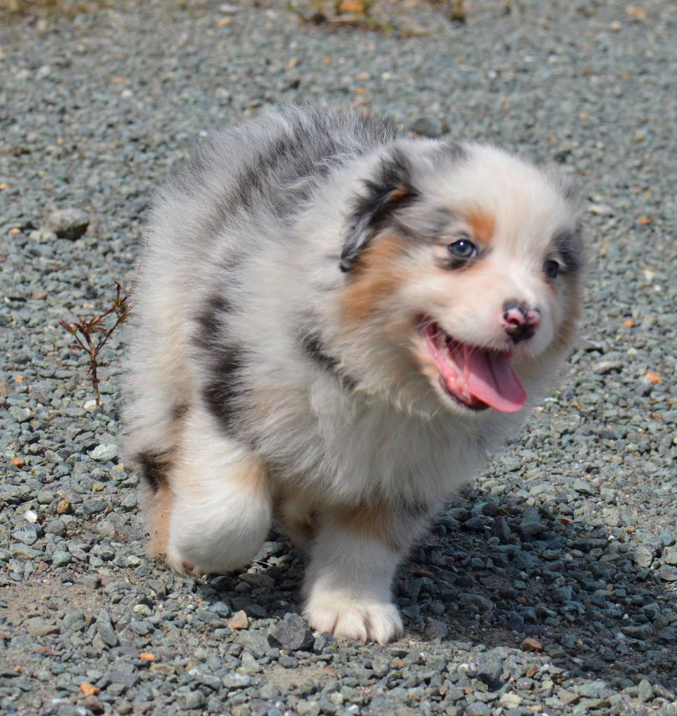 m 2 bleu merle