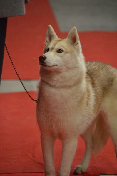 Indiana de L'Igloo des Sables - TRES PROMETTEUR En classe PUPPY & MEILLEUR JEUNE