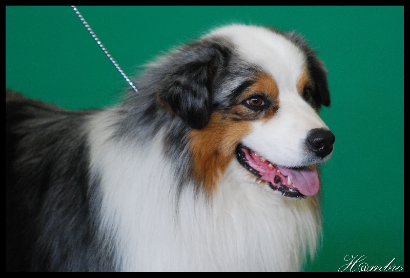 B'sitka de L'Igloo des Sables - Excellent en Ouverte mâle