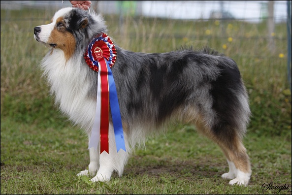 B'sitka de L'Igloo des Sables - 1er Excellent en Ouverte mâle, meilleur Mâle, BOS