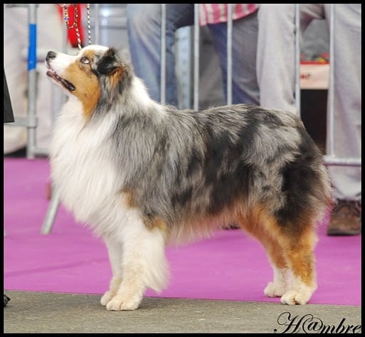 B'sitka de L'Igloo des Sables - 2ème Excellent en Ouverte male