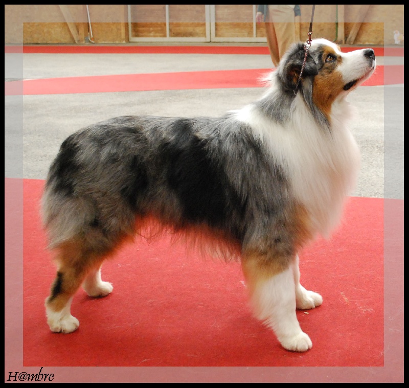 B'sitka de L'Igloo des Sables - 6ème Excellent en Ouverte mâle