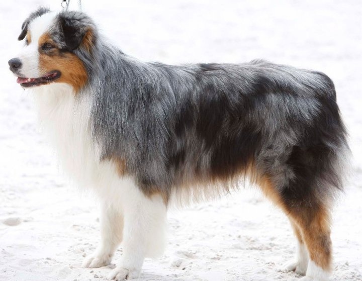 B'sitka de L'Igloo des Sables - 5ème Excellent en Ouverte mâle