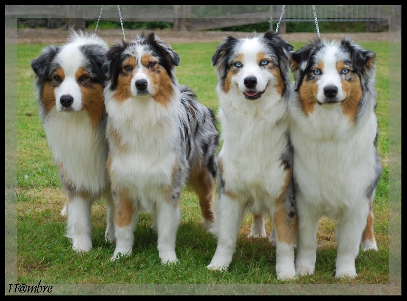 B'sitka de L'Igloo des Sables - Lot d'affixe : 2ème