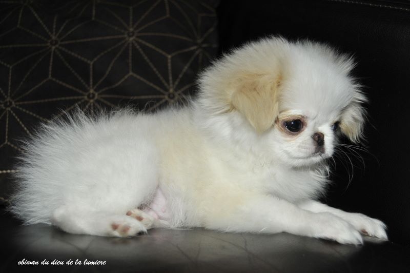 Publication : De la baie de pempoul Auteur : sandrine le rest