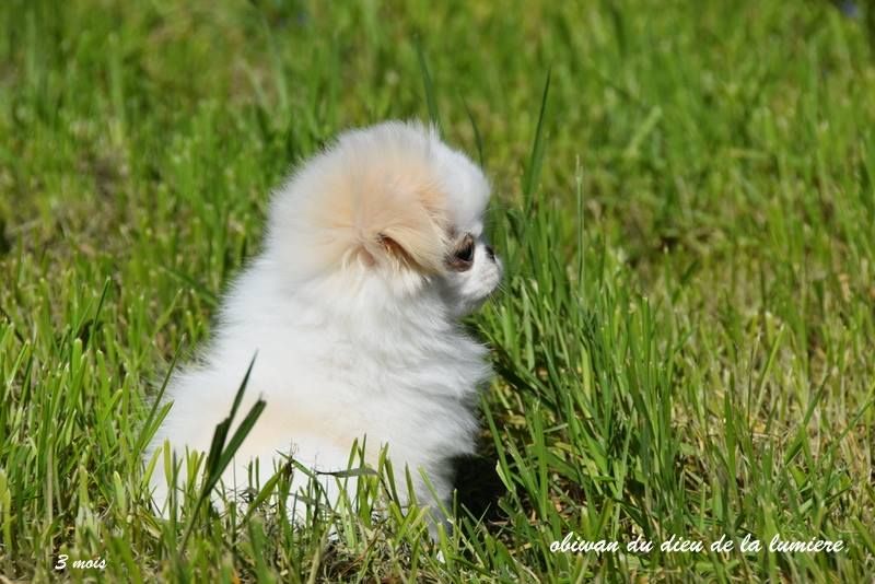 Publication : De la baie de pempoul Auteur : sandrine le rest