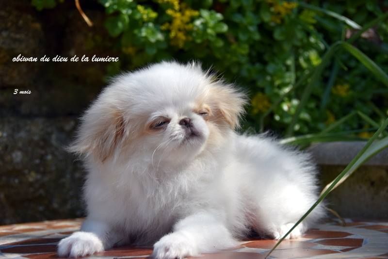 Publication : De la baie de pempoul Auteur : sandrine le rest