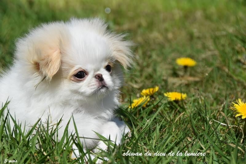 Publication : De la baie de pempoul Auteur : sandrine le rest