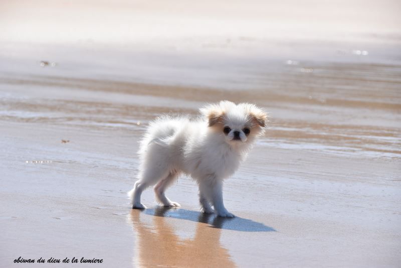 Publication : De la baie de pempoul Auteur : sandrine le rest