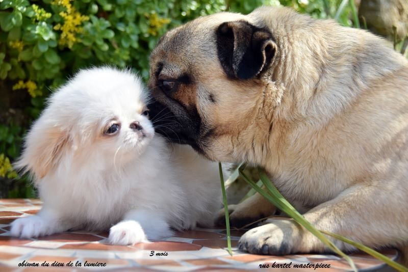Publication : De la baie de pempoul Auteur : sandrine le rest