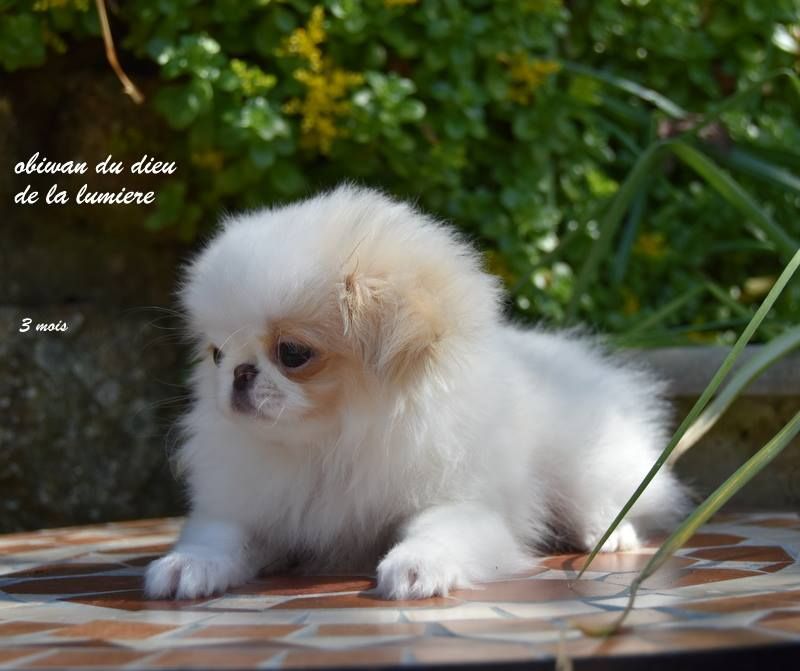 Publication : De la baie de pempoul Auteur : sandrine le rest