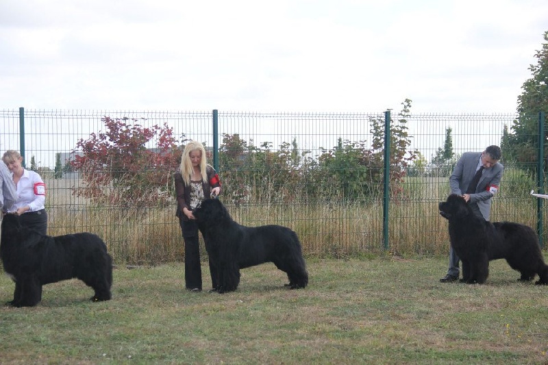 CH. king of helluland Imagination dit emile - CAC CACIB BOB