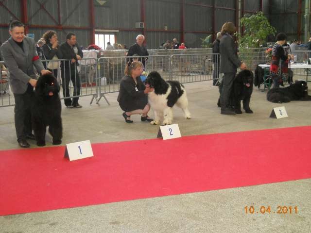 CH. king of helluland Imagination dit emile - CACS R CACIB