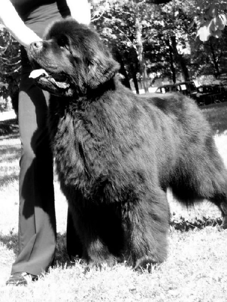 CH. king of helluland Imagination dit emile - 1 er en classe ouverte