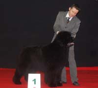 CH. Fairweather's I'm a believer dit mickael - CACIB Meilleur de race