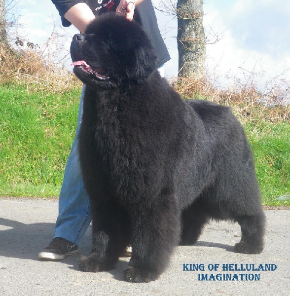 CH. king of helluland Imagination dit emile - CACIB CACS MEILLEUR DE RACE