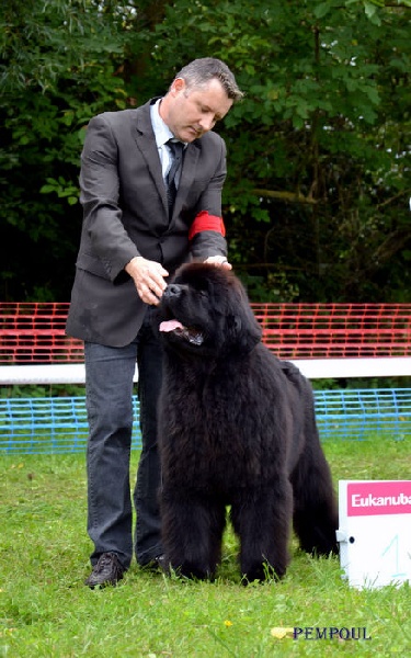 CH. king of helluland Imagination dit emile - 1 er classe ouverte MEILLEUR DE RACE