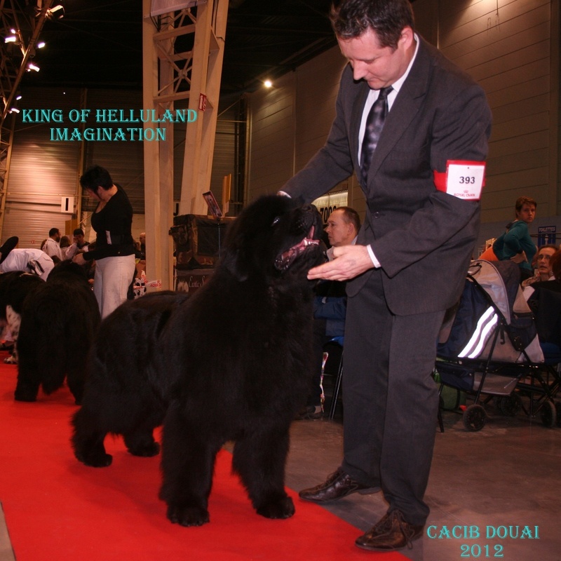 CH. king of helluland Imagination dit emile - CAC CACIB BOB