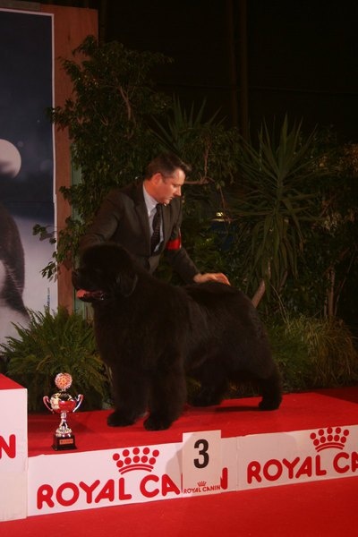 CH. king of helluland Imagination dit emile - CAC BOB
