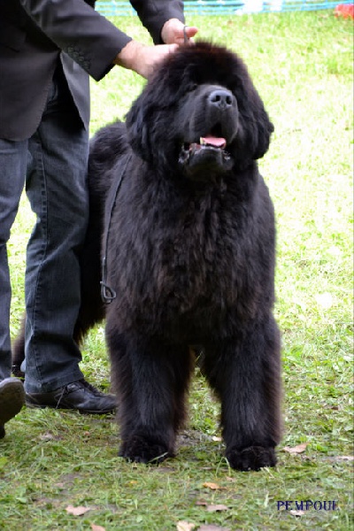 CH. king of helluland Imagination dit emile - CACIB MEILLEUR DE RACE