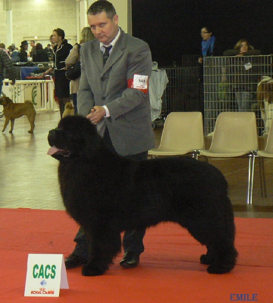 CH. king of helluland Imagination dit emile - RCACIB CACS excellent