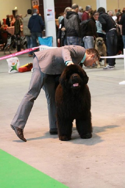 CH. king of helluland Imagination dit emile - 3 EME classe ouverte