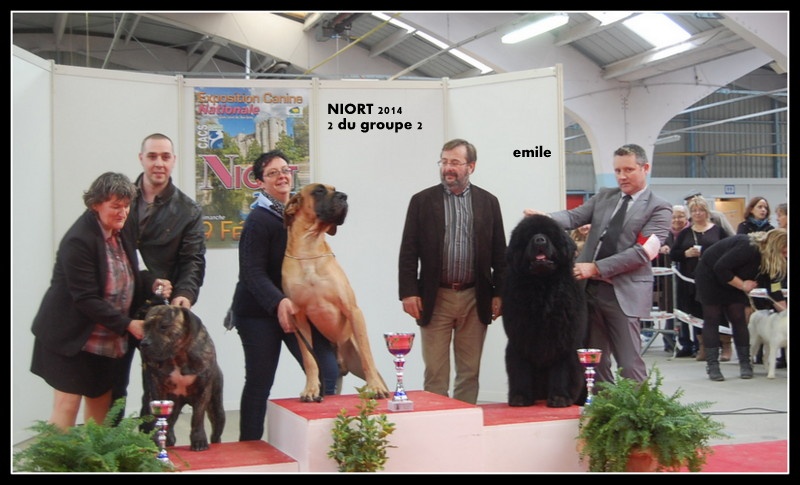 CH. king of helluland Imagination dit emile - MEILLEUR DE RACE ET 2 EME AU GROUPE