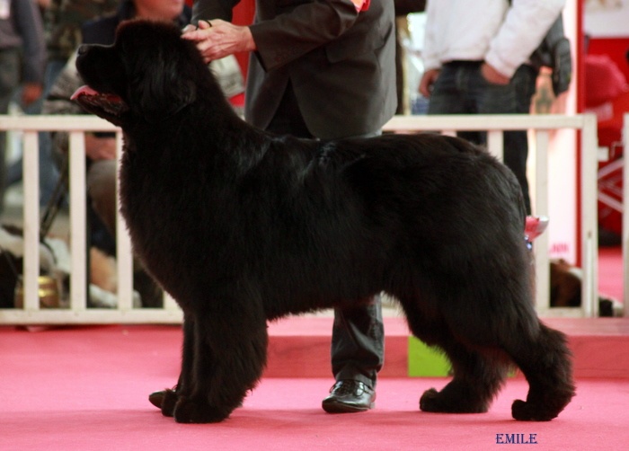 CH. king of helluland Imagination dit emile - CACS CACIB MEILLEUR DE RACE