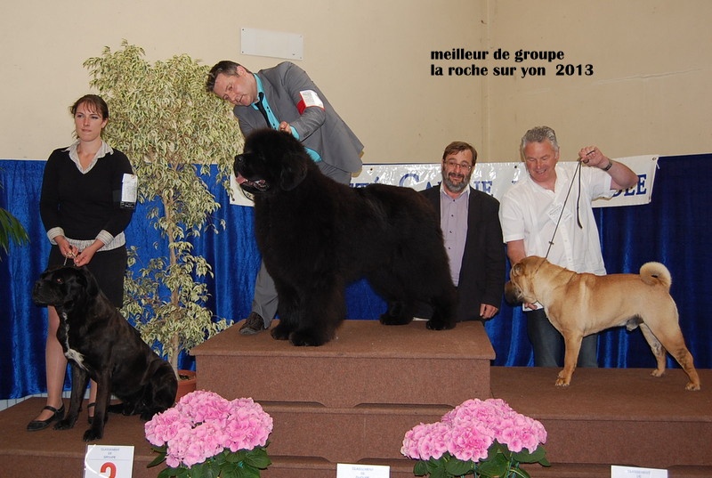 CH. king of helluland Imagination dit emile - MEILLEUR DE RACE