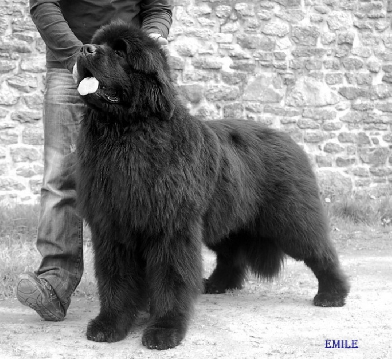 CH. king of helluland Imagination dit emile - 1er classe intermediaire CACS