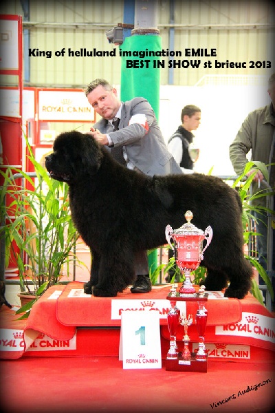 CH. king of helluland Imagination dit emile - CACIB BEST IN SHOW